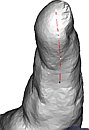 [click to zoom]